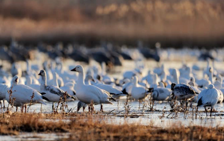 Goose Decoys