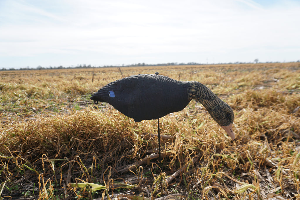 Field -Black Drake Feeders