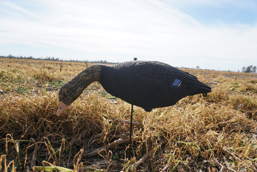 Field -Black Drake Feeders