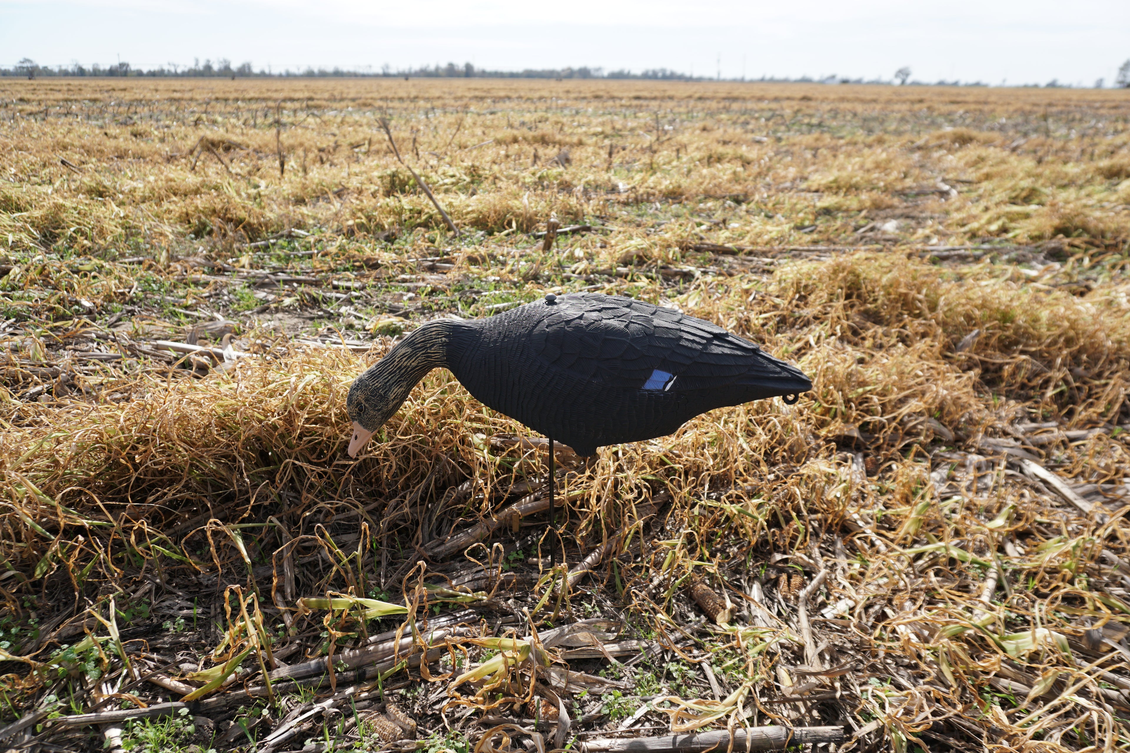 Field -Black Drake Feeders