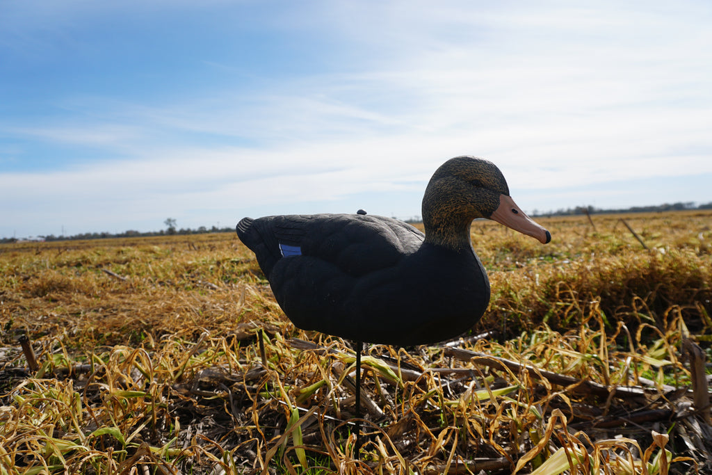 Field -Black Drake Resters