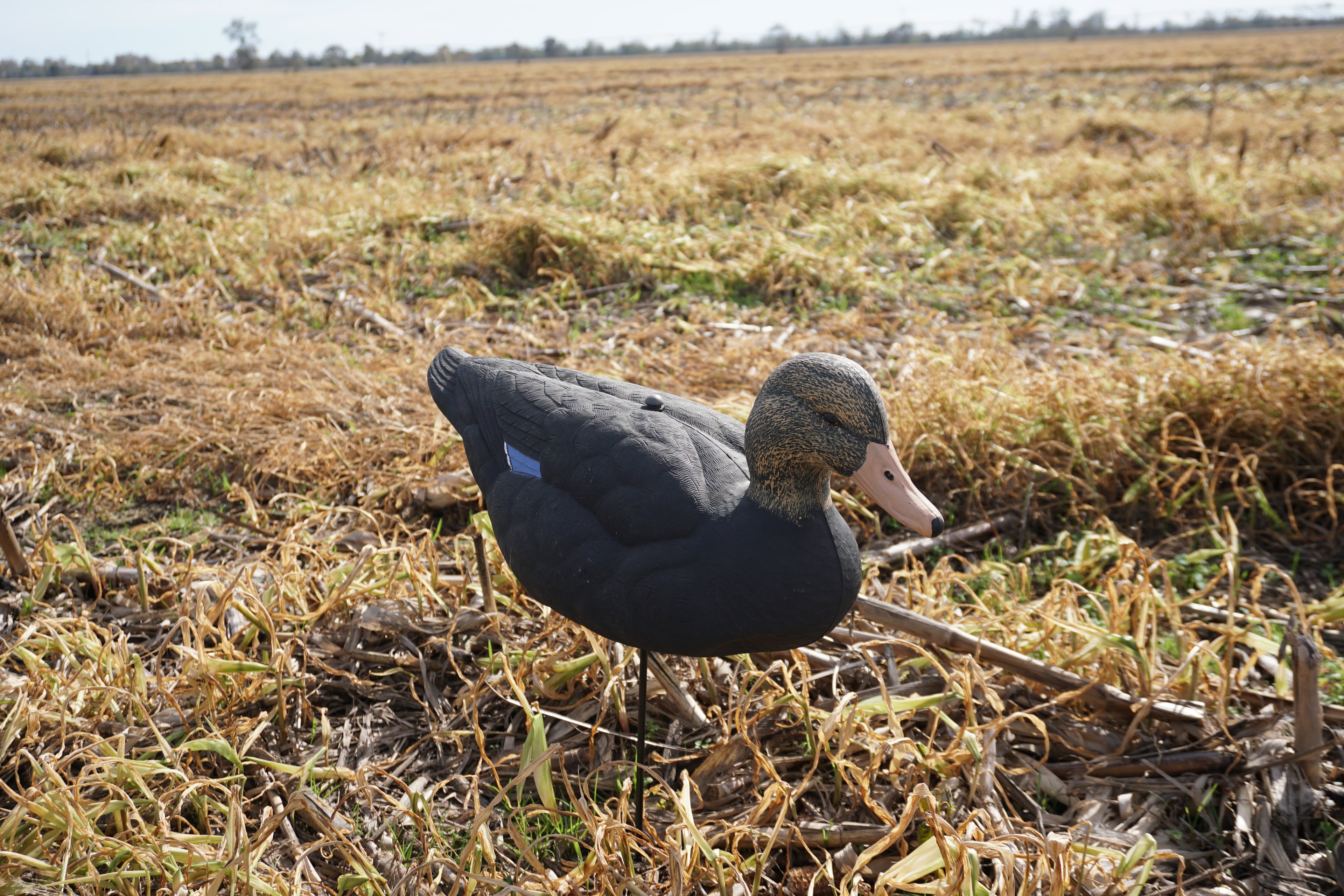 Field -Black Drake Resters