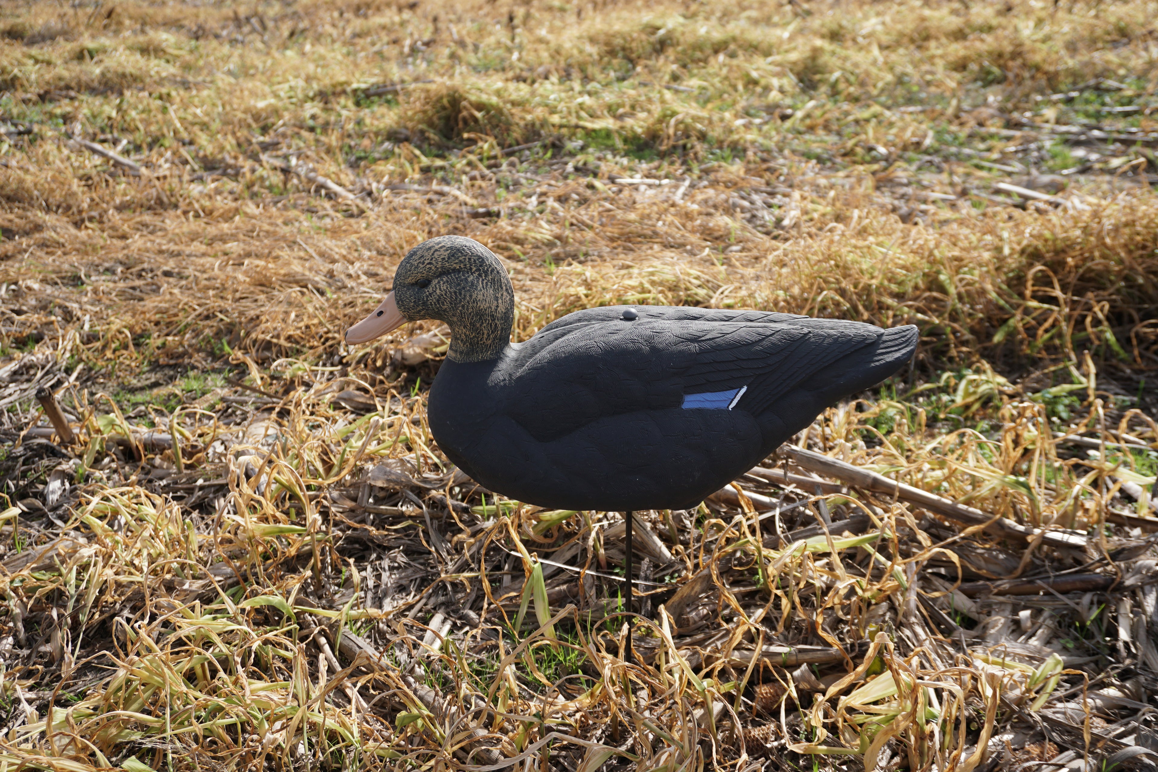 Field -Black Drake Resters