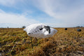 Snow Goose Wind Sock