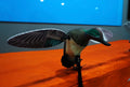 GreenWing Teal Robo