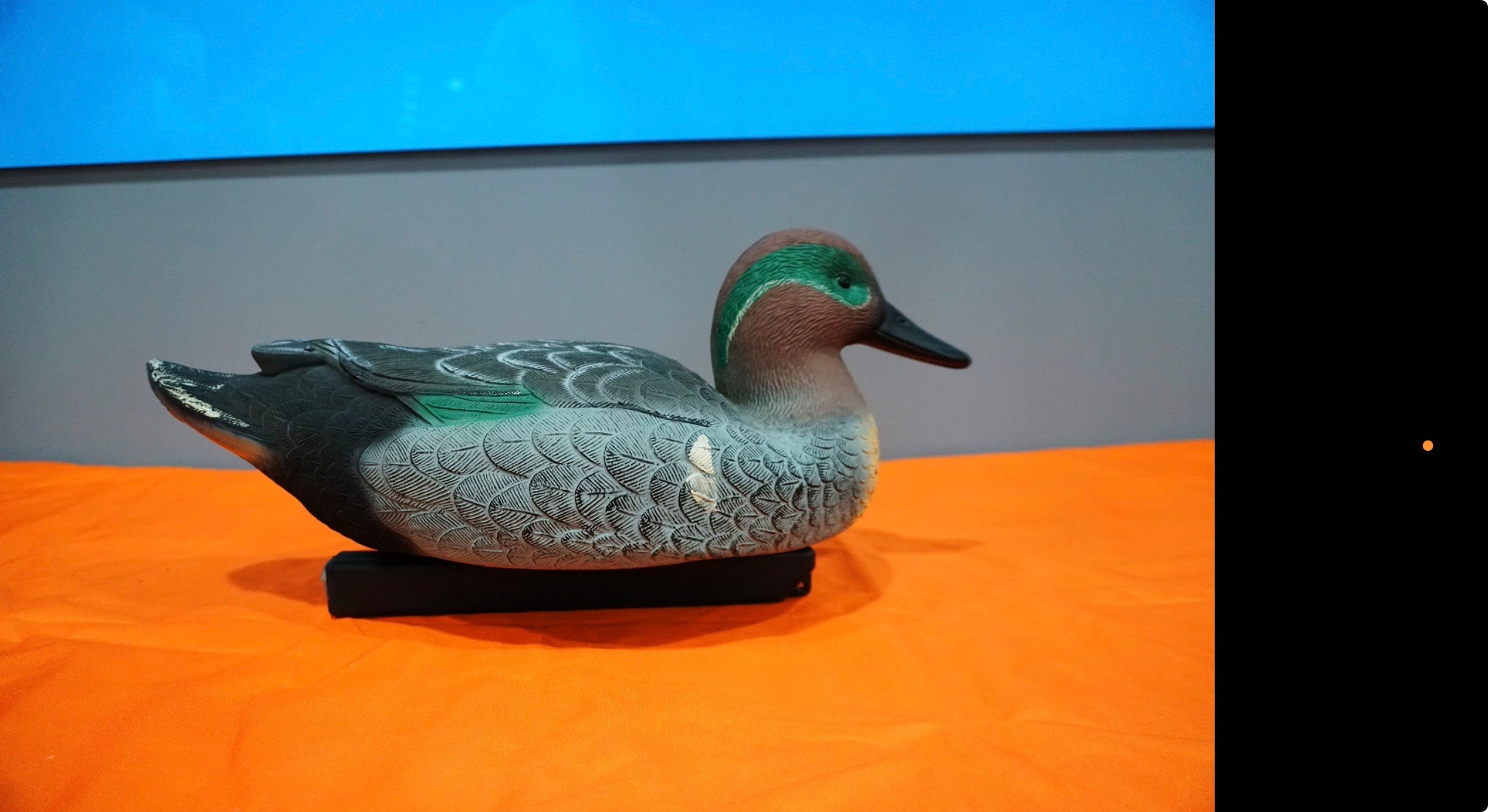 Greenwing Teal