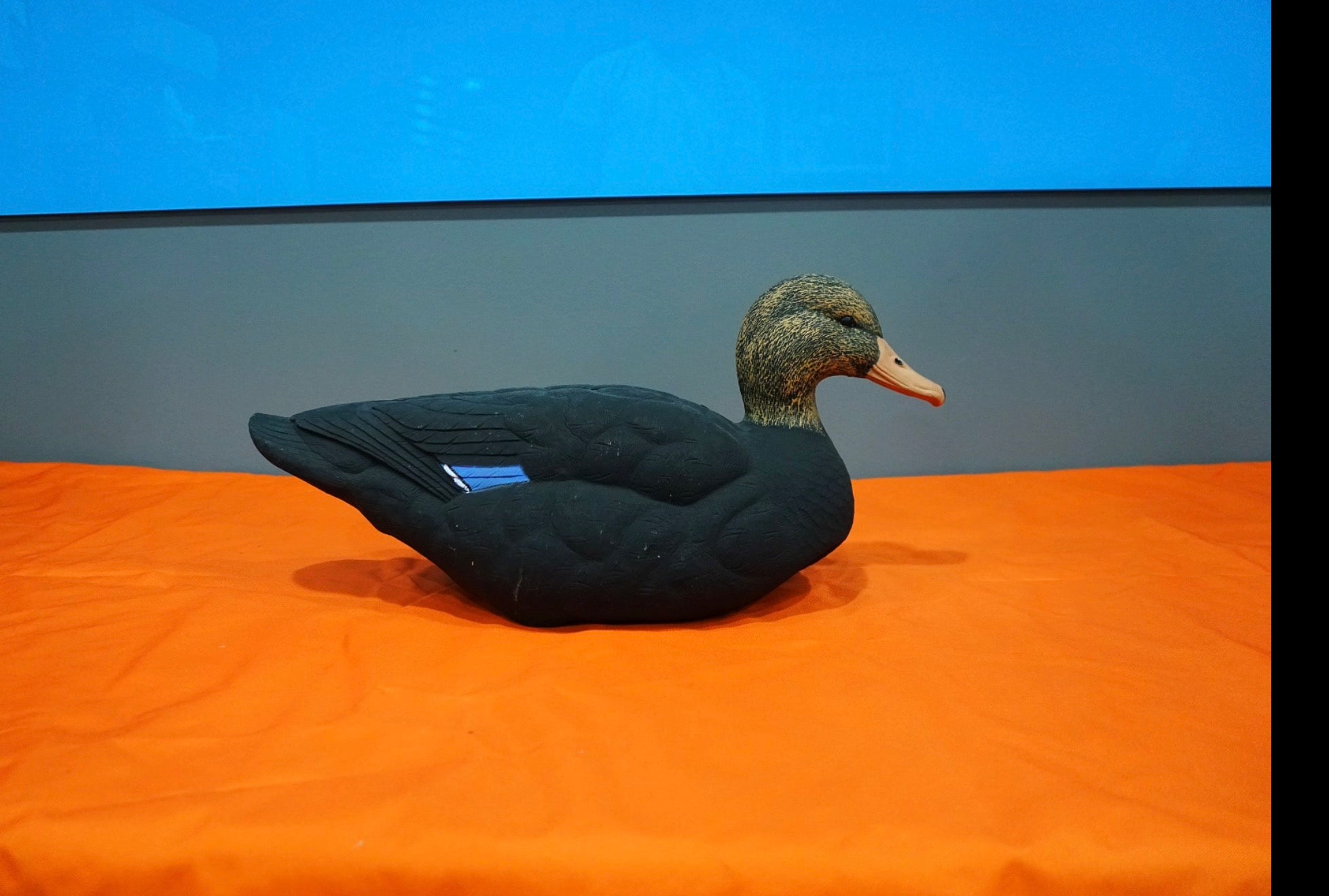 Field -Black Mallard Rester