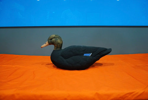 Field -Black Mallard Feeders