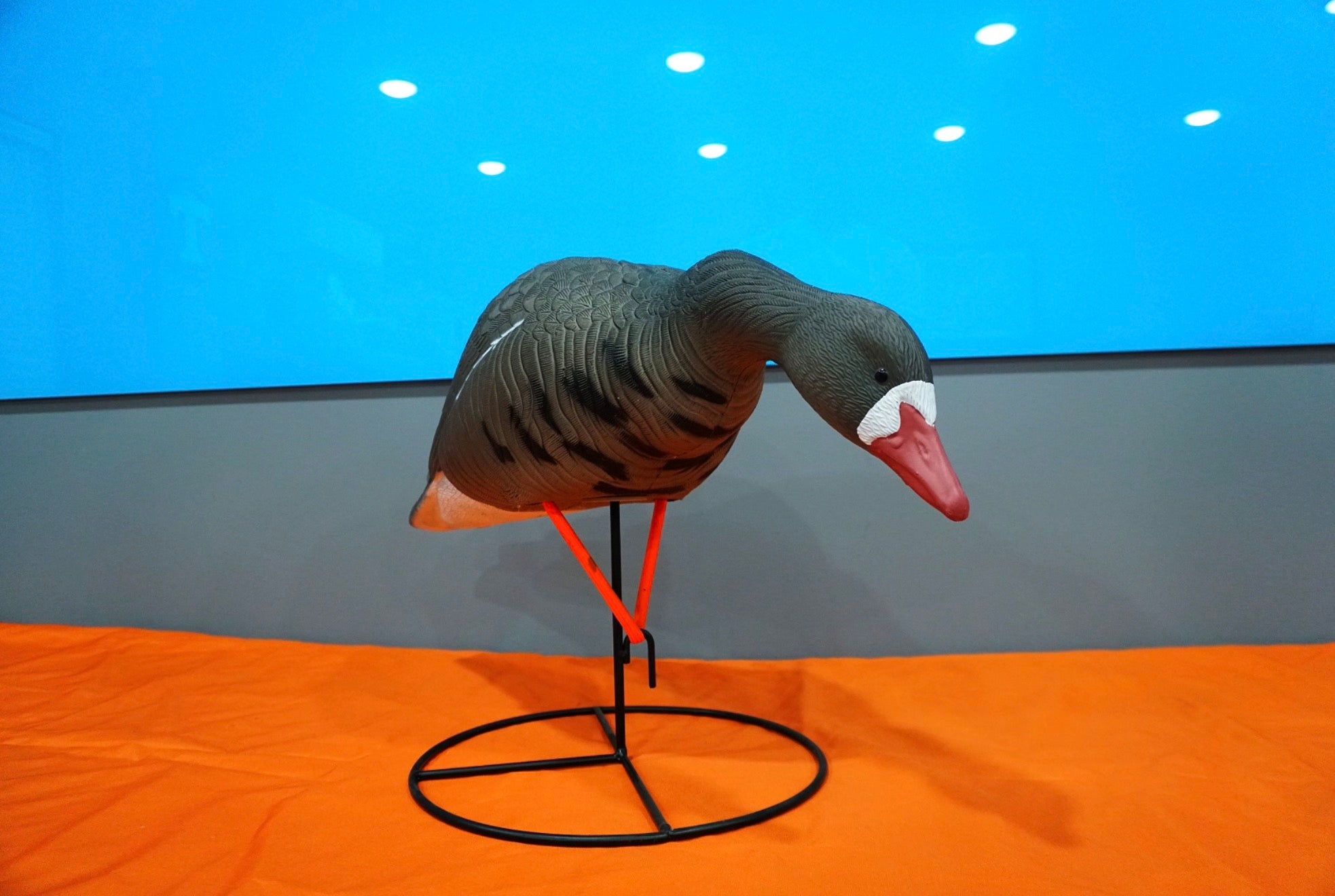 Field -Speck Rester / Feeder