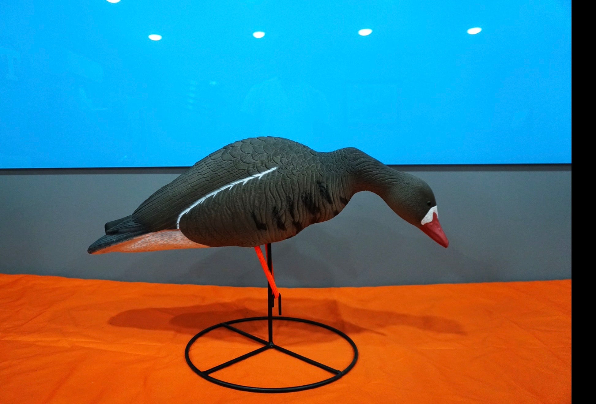 Field -Speck Rester / Feeder