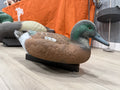 Widgeon