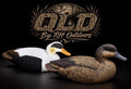 Common Eider